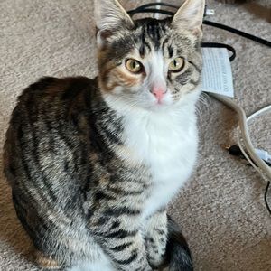 Meet your Posher, Shelby